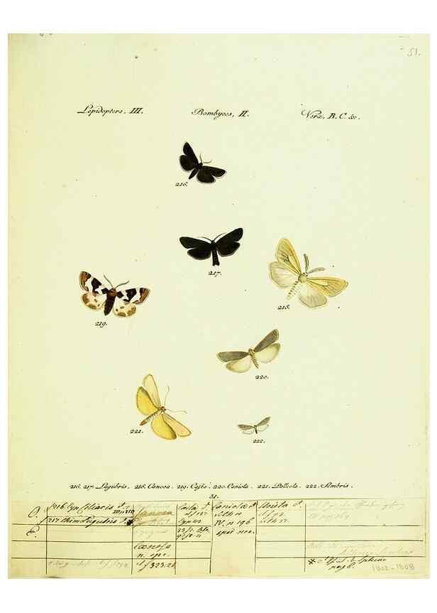 Reproducción/Reproduction 9101615760: Hübner's papilio. S.l. :s.n.,1796-1841