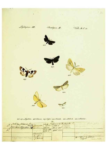 Reproducción/Reproduction 9101615760: Hübner's papilio. S.l. :s.n.,1796-1841