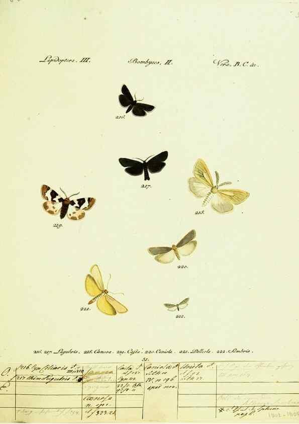 Reproducción/Reproduction 9101615760: Hübner's papilio. S.l. :s.n.,1796-1841