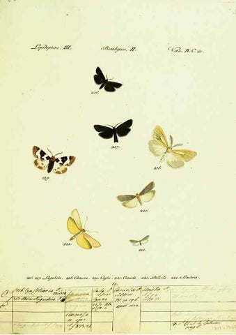Reproducción/Reproduction 9101615760: Hübner's papilio. S.l. :s.n.,1796-1841