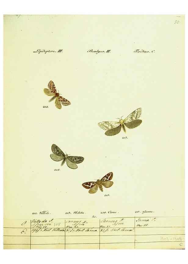 Reproducción/Reproduction 9101614752: Hübner's papilio. S.l. :s.n.,1796-1841
