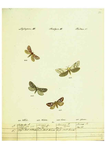 Reproducción/Reproduction 9101614752: Hübner's papilio. S.l. :s.n.,1796-1841