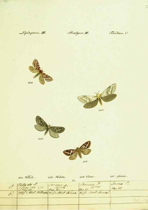 Reproducción/Reproduction 9101614752: Hübner's papilio. S.l. :s.n.,1796-1841
