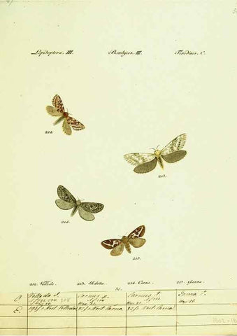 Reproducción/Reproduction 9101614752: Hübner's papilio. S.l. :s.n.,1796-1841