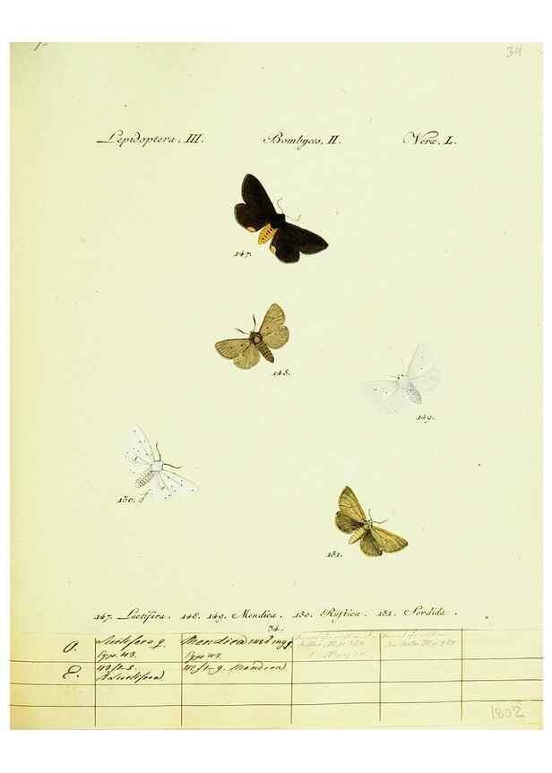 Reproducción/Reproduction 9101594046: Hübner's papilio. S.l. :s.n.,1796-1841