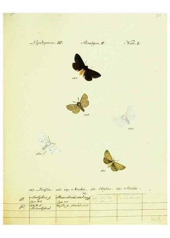 Reproducción/Reproduction 9101594046: Hübner's papilio. S.l. :s.n.,1796-1841