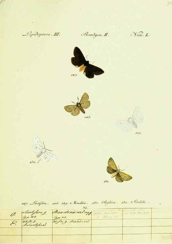 Reproducción/Reproduction 9101594046: Hübner's papilio. S.l. :s.n.,1796-1841