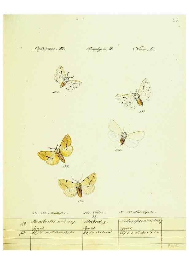 Reproducción/Reproduction 9101595216: Hübner's papilio. S.l. :s.n.,1796-1841