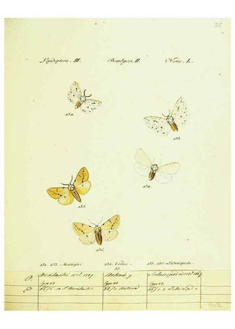 Reproducción/Reproduction 9101595216: Hübner's papilio. S.l. :s.n.,1796-1841
