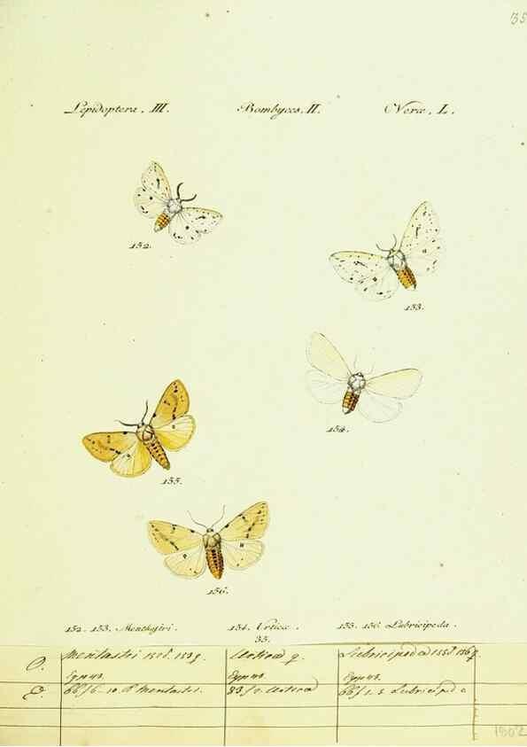 Reproducción/Reproduction 9101595216: Hübner's papilio. S.l. :s.n.,1796-1841