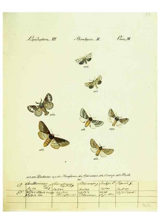 Reproducción/Reproduction 9101596846: Hübner's papilio. S.l. :s.n.,1796-1841