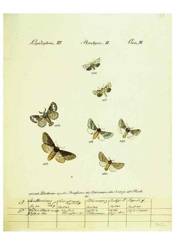 Reproducción/Reproduction 9101596846: Hübner's papilio. S.l. :s.n.,1796-1841