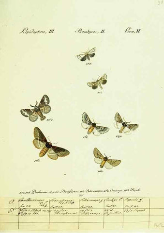 Reproducción/Reproduction 9101596846: Hübner's papilio. S.l. :s.n.,1796-1841