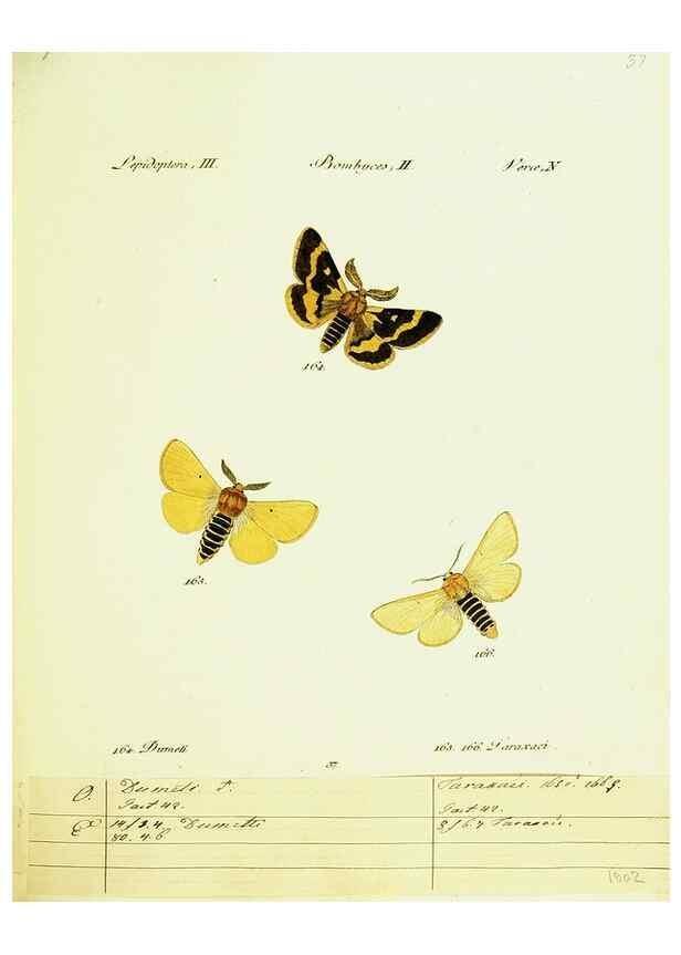 Reproducción/Reproduction 9101598290: Hübner's papilio. S.l. :s.n.,1796-1841