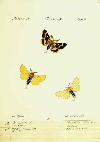 Reproducción/Reproduction 9101598290: Hübner's papilio. S.l. :s.n.,1796-1841
