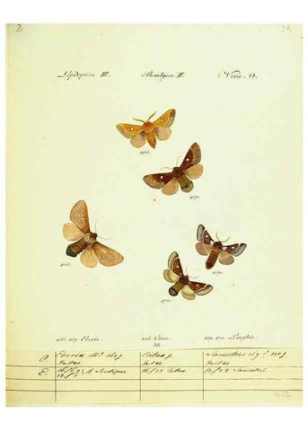 Reproducción/Reproduction 9099368217: Hübner's papilio. S.l. :s.n.,1796-1841