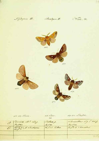 Reproducción/Reproduction 9099368217: Hübner's papilio. S.l. :s.n.,1796-1841
