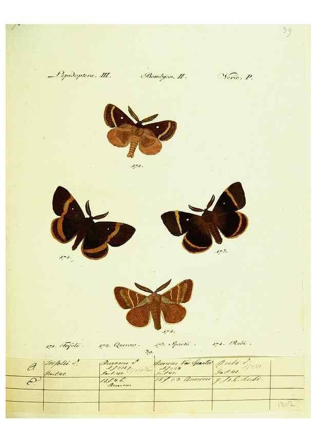 Reproducción/Reproduction 9099369425: Hübner's papilio. S.l. :s.n.,1796-1841