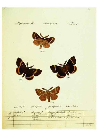 Reproducción/Reproduction 9099369425: Hübner's papilio. S.l. :s.n.,1796-1841