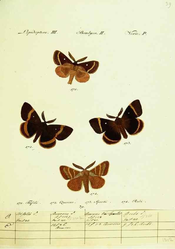 Reproducción/Reproduction 9099369425: Hübner's papilio. S.l. :s.n.,1796-1841