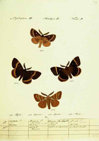 Reproducción/Reproduction 9099369425: Hübner's papilio. S.l. :s.n.,1796-1841
