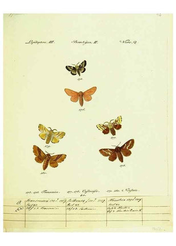 Reproducción/Reproduction 9101601952: Hübner's papilio. S.l. :s.n.,1796-1841