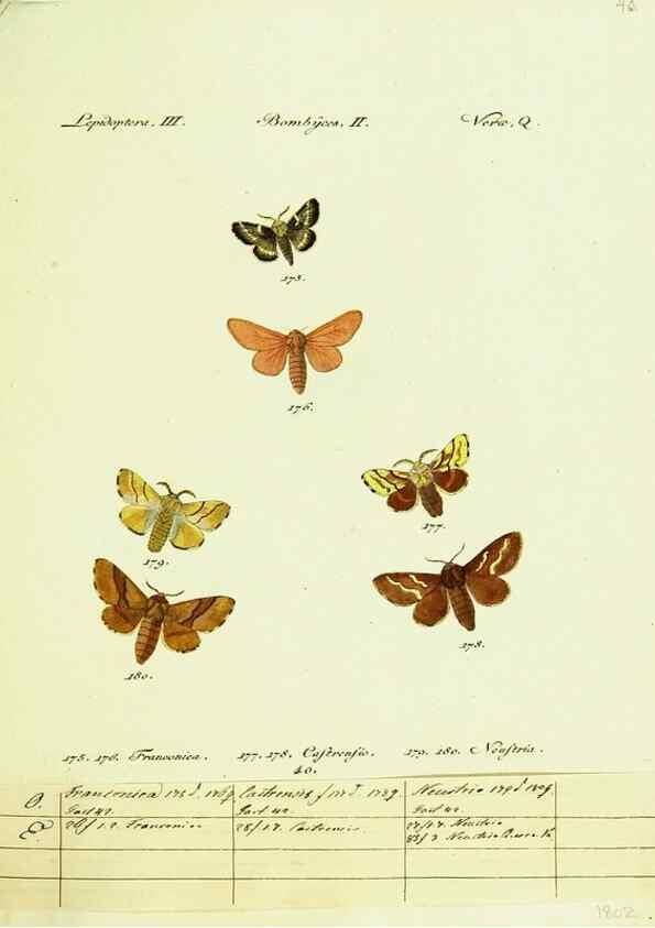 Reproducción/Reproduction 9101601952: Hübner's papilio. S.l. :s.n.,1796-1841