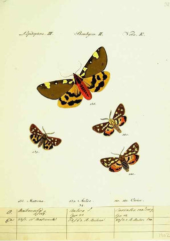 Reproducción/Reproduction 9101591404: Hübner's papilio. S.l. :s.n.,1796-1841