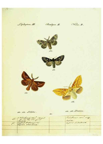Reproducción/Reproduction 9099372049: Hübner's papilio. S.l. :s.n.,1796-1841