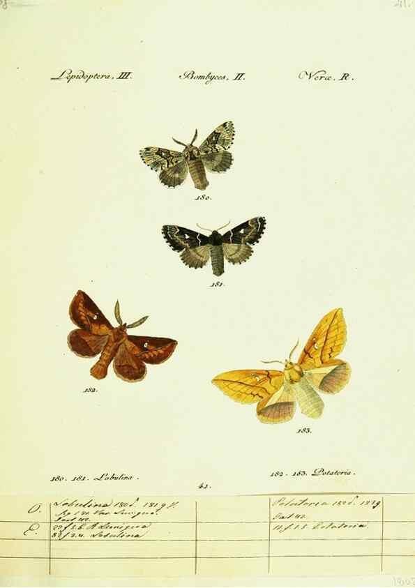 Reproducción/Reproduction 9099372049: Hübner's papilio. S.l. :s.n.,1796-1841
