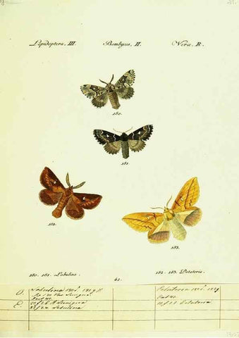 Reproducción/Reproduction 9099372049: Hübner's papilio. S.l. :s.n.,1796-1841