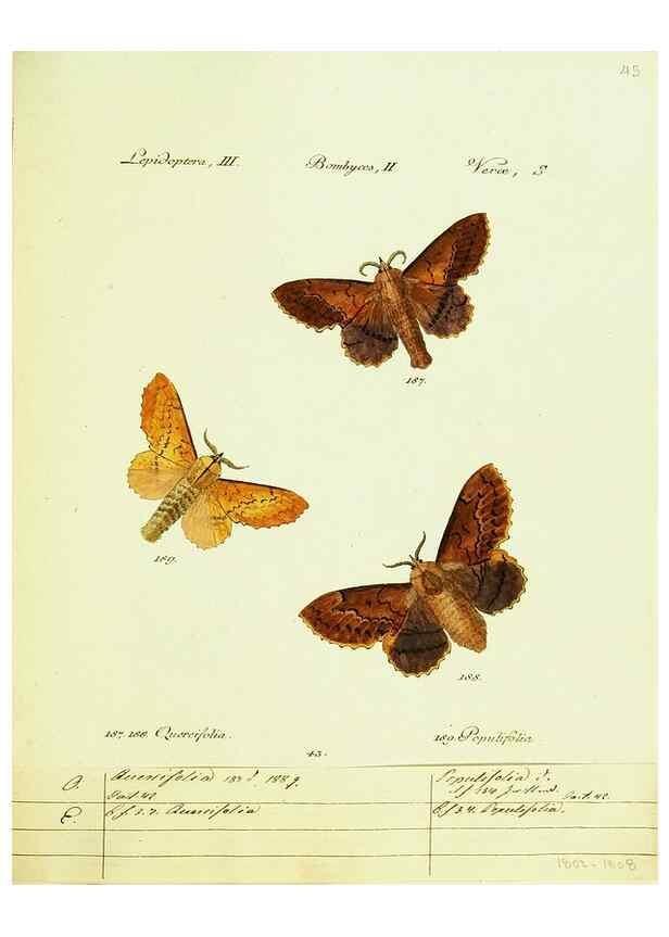 Reproducción/Reproduction 9101605966: Hübner's papilio. S.l. :s.n.,1796-1841