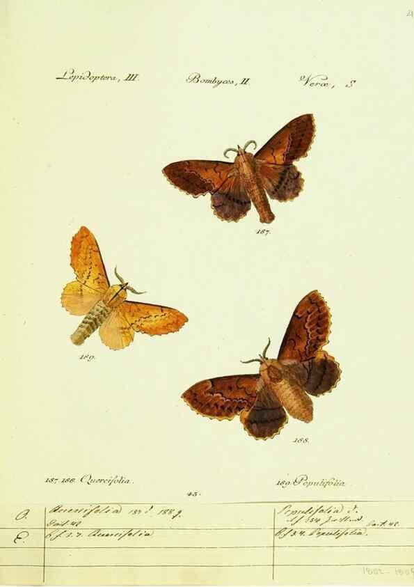 Reproducción/Reproduction 9101605966: Hübner's papilio. S.l. :s.n.,1796-1841