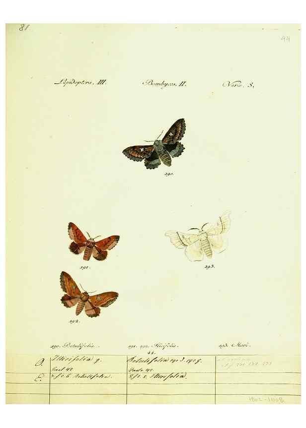 Reproducción/Reproduction 9101607286: Hübner's papilio. S.l. :s.n.,1796-1841