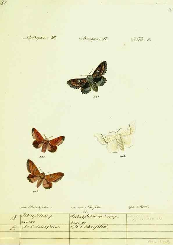 Reproducción/Reproduction 9101607286: Hübner's papilio. S.l. :s.n.,1796-1841