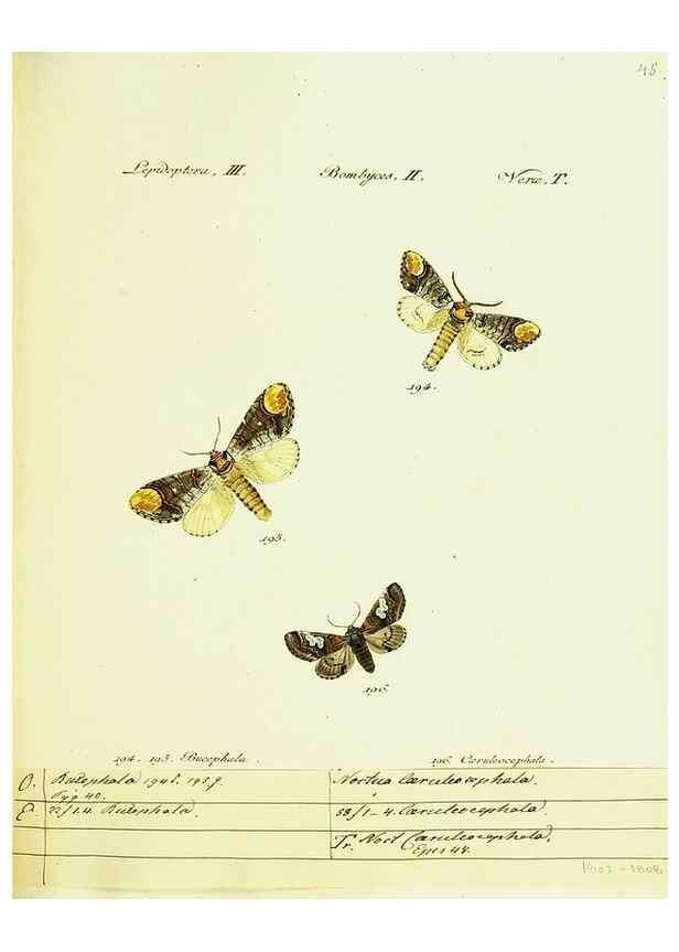 Reproducción/Reproduction 9099377229: Hübner's papilio. S.l. :s.n.,1796-1841