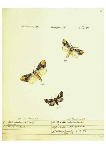 Reproducción/Reproduction 9099377229: Hübner's papilio. S.l. :s.n.,1796-1841