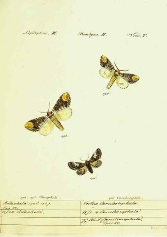 Reproducción/Reproduction 9099377229: Hübner's papilio. S.l. :s.n.,1796-1841