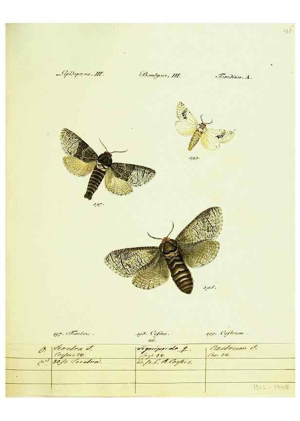 Reproducción/Reproduction 9101609820: Hübner's papilio. S.l. :s.n.,1796-1841
