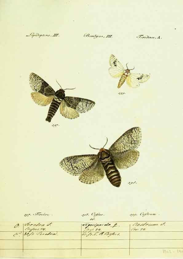 Reproducción/Reproduction 9101609820: Hübner's papilio. S.l. :s.n.,1796-1841