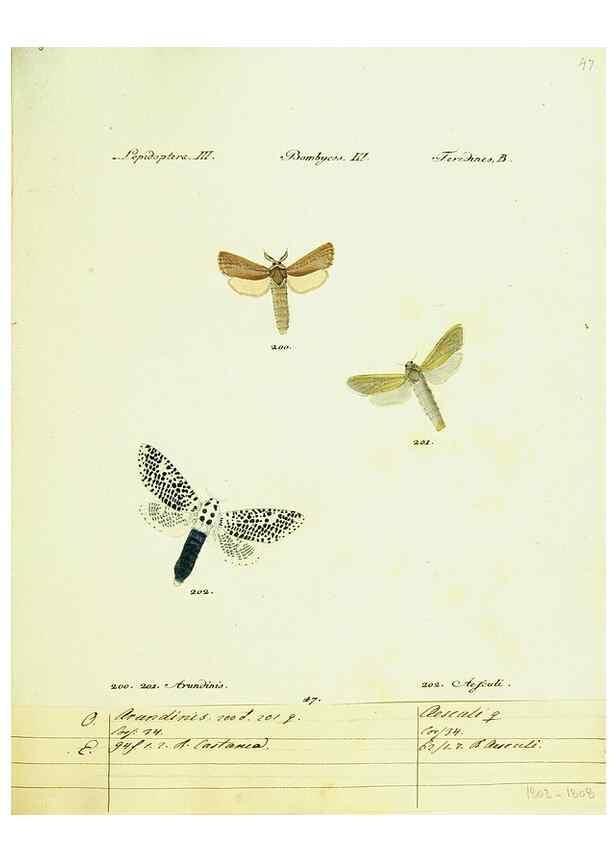 Reproducción/Reproduction 9099379723: Hübner's papilio. S.l. :s.n.,1796-1841