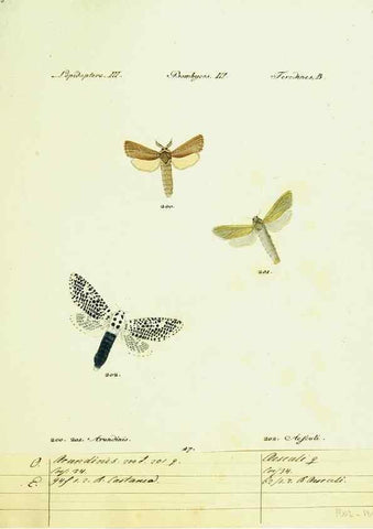 Reproducción/Reproduction 9099379723: Hübner's papilio. S.l. :s.n.,1796-1841