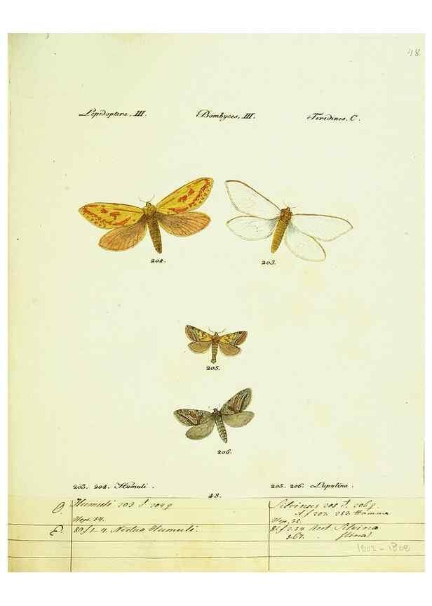 Reproducción/Reproduction 9099381119: Hübner's papilio. S.l. :s.n.,1796-1841