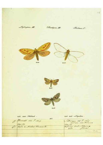 Reproducción/Reproduction 9099381119: Hübner's papilio. S.l. :s.n.,1796-1841