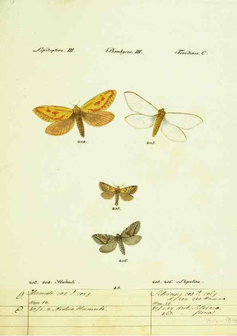 Reproducción/Reproduction 9099381119: Hübner's papilio. S.l. :s.n.,1796-1841