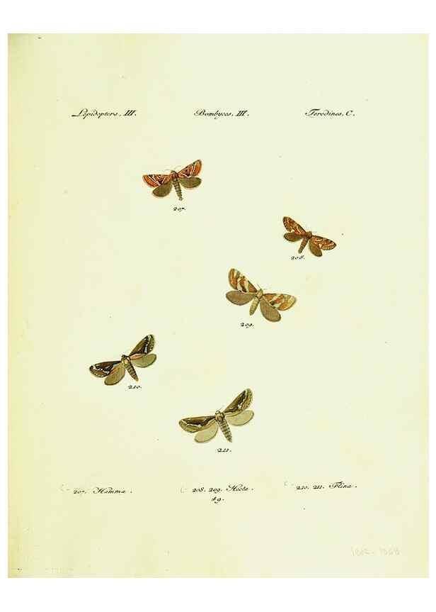 Reproducción/Reproduction 9099382161: Hübner's papilio. S.l. :s.n.,1796-1841