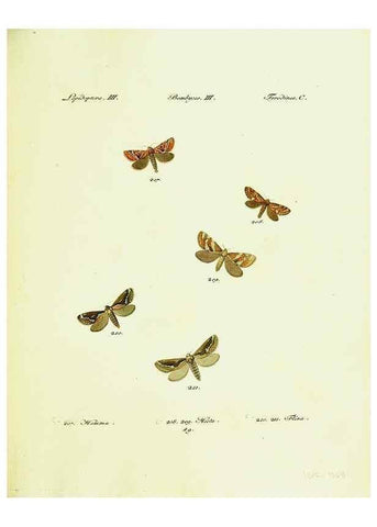 Reproducción/Reproduction 9099382161: Hübner's papilio. S.l. :s.n.,1796-1841