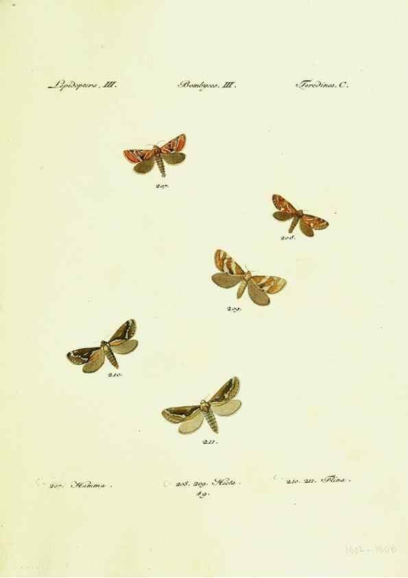 Reproducción/Reproduction 9099382161: Hübner's papilio. S.l. :s.n.,1796-1841