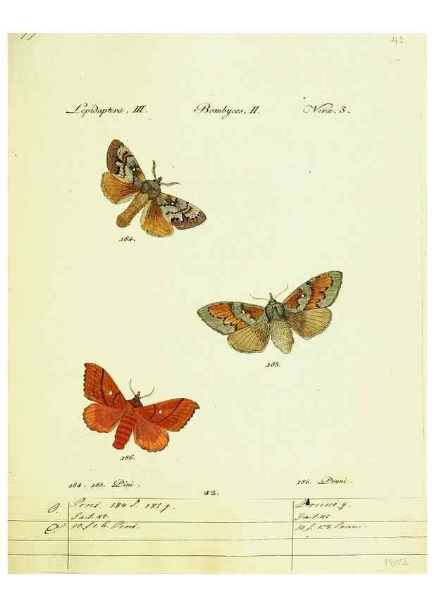Reproducción/Reproduction 9099373383: Hübner's papilio. S.l. :s.n.,1796-1841