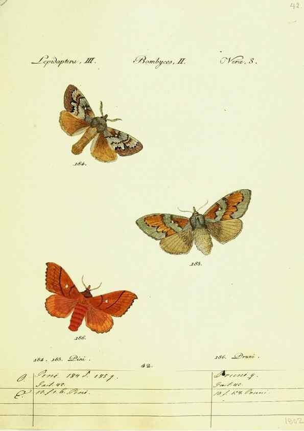 Reproducción/Reproduction 9099373383: Hübner's papilio. S.l. :s.n.,1796-1841